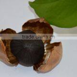 Wholesale Chinese High Quality Black Garlic ,bulb Garlic