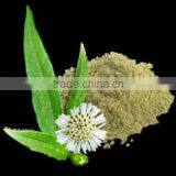 Eclipta Alba thumbnail-2