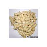 Roasted Groundnut In Shell (Round Size)