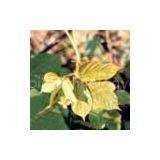 Gynostemma Pentaphylium P.E. thumbnail-1