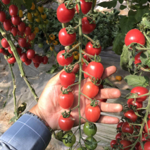 Hot Sale Processing Type Tomato Seed for Planting thumbnail-4