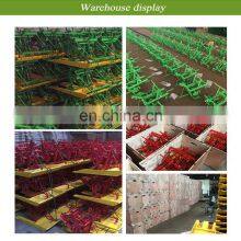 Hand Cranked Paddy Planter 2 Row Philippines Seed Manual Philippine Rice Transplanter For Sale With Price thumbnail-5