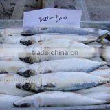 Good Quality WR Frozen Scomber Scomber