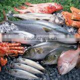Cheap Dried Seafood Container From Container Yard Reefer Container Price