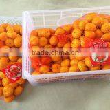 Sell 2013 Nanfeng Baby Mandarin Orange Brother Kingdom thumbnail-1