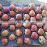 Unbagged Qinguan Apples thumbnail-1