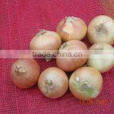 Gold Onion ( Crops 2013) thumbnail-6