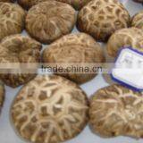 2015 New Crop Shiitake Mushroom ,Top Quality Flower Mushroom thumbnail-1