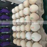 Solvent Inkjet Printing Machine/egg Printer thumbnail-2