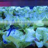 MarsHydro Waterproof ETL Certificated Led 60 Cm/120 cm Grow Bar thumbnail-5