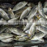 Supply Land Frozen Horse Mackerel for Canning /for Feed (trachurus Japnonicus) thumbnail-1