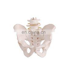HC-S230 Life-size Pelvis & Lumbar Vertebra Demonstrating Skeleton Teaching Model thumbnail-1