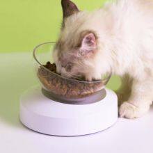 Shallow Cat Bowl​ Slow Feeder With Two Bowls thumbnail-2