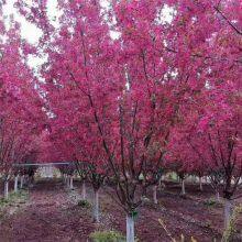 Prices of Sichuan North American Crabapples, Quotation List From the Base, Manufacturers and Wholesalers thumbnail-1