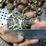 Dried Matsutake Mushroom Growing thumbnail-1