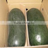 Chinese fresh winter melon fresh wax gourd export