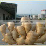 Fresh Ginger Price Price thumbnail-1