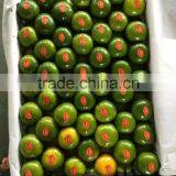 Fresh Mandarin Oranges in 2016 New Crop Sweet for Sale 9kg/box thumbnail-4