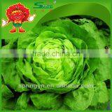 Lettuce Hydroponic Lettuce Fresh Iceberg Lettuce thumbnail-1