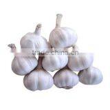 20kg Mesh Bag Garlic Price thumbnail-5