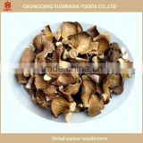 cultivated dried even oyster mushroom price
