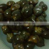 Live paddy Snail (Pila Polita)