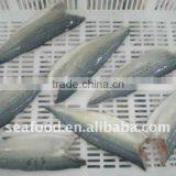 Cooking and Raw Frozen Spanish Mackerel Fish Whole thumbnail-1