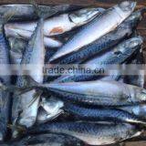EEC,HACCP Certification and Whole Part Frozen Mackerel Scomber Scombrus thumbnail-3