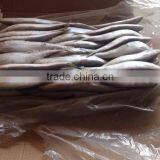 Sardine for Bait on Sale thumbnail-2