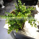 China Best Sell Wholesale Artificial Plant for Indoor Decoration thumbnail-3