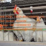 Poultry Farming Equipment Broiler Cage & Broiler Coop & Meat Chicken Cage in Chicken Shed for Nepal