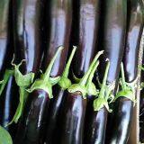 Hybrid Long Eggplant Seeds Mid-early Maturity Green Sepal Vegetable Seeds No.85 thumbnail-3