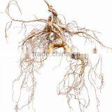 China Changbai Mountian Old Wild Ginseng Panax Roots Price thumbnail-3