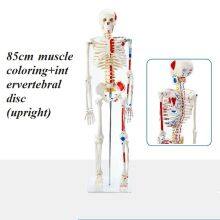 Human Anatomical Model Medical Training Model Skeletal Model thumbnail-2
