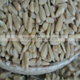 Sunflower Kernels of Bakery Kernel and Confectionary thumbnail-3
