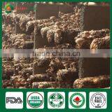 Wholesale China Supplier of Health Food Mushroom Edibal Fungus Fresh Dried Shiitake Mushroom for Garden Farm Restaurant thumbnail-1