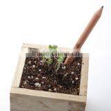 Pencil Can be Planted thumbnail-2