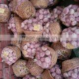 Best Quality Cheap Price Fresh Normal White Garlic From Egypt thumbnail-2