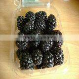 IQF Frozen Blackberries thumbnail-1