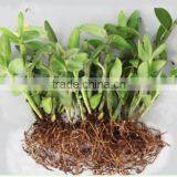 Dendrobium Orchid Seedling thumbnail-3