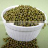 High Quality Mung Beans From Vietnam for Sprouting Good Packaging thumbnail-1