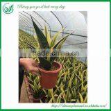 Gloden Frame Sansevieria Nursery thumbnail-4