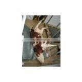 Killing Machine thumbnail-1