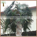 Artificial Washingtonia Palm Tree in Custom Umbrella Shape thumbnail-2