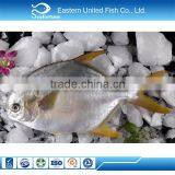 IQF Frozen Whole Round Golden Pomfret Fish thumbnail-1