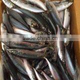 Delicious Bag Pack Frozen Sea Food Pacific Mackerel Fish thumbnail-3