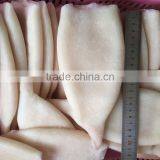Frozen Squid Tubes With Different Size in Sale thumbnail-4