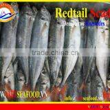 FROZEN W/R REDTAIL SCAD thumbnail-1