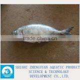 300-50g 200-400g Frozen Horse Mackerel Fish thumbnail-1