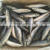 SEA FROZEN MACKEREL SIZE 6 FOR SALE MARKET thumbnail-3